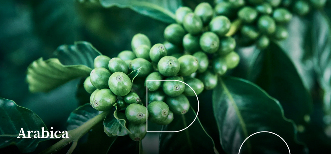 Climate-Resilient Coffee Beans 2026: How New Varieties Are Changing Coffee Ratios and Flavor Profiles