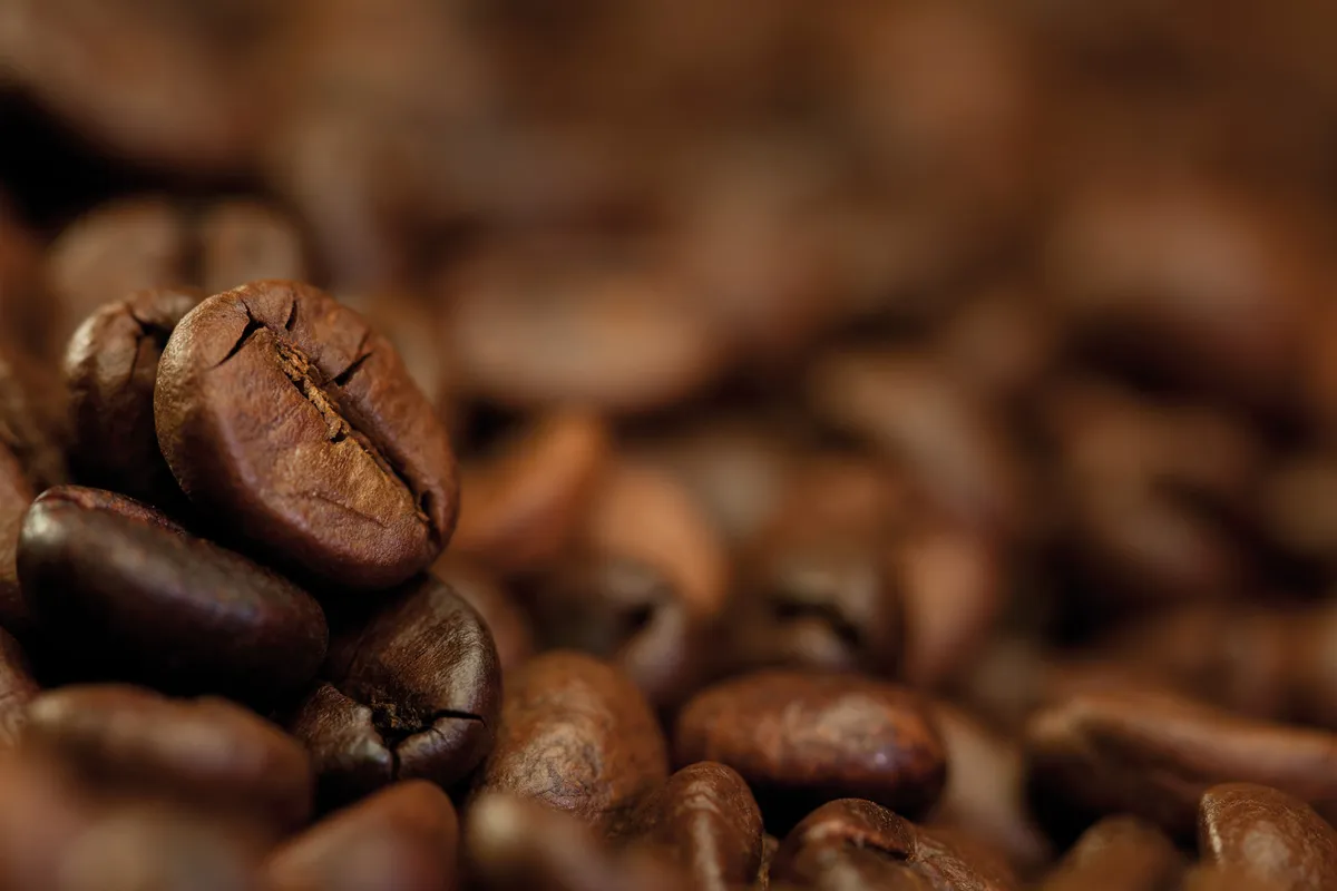 Fresh Roasted Coffee Beans