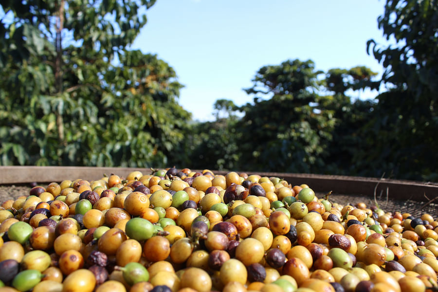 Cooperativa dos Agricultores Familiares Brazil coffee