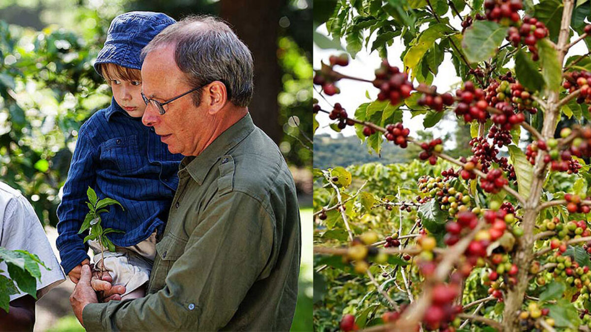 Kilimanjaro Native Cooperative Union coffee farming