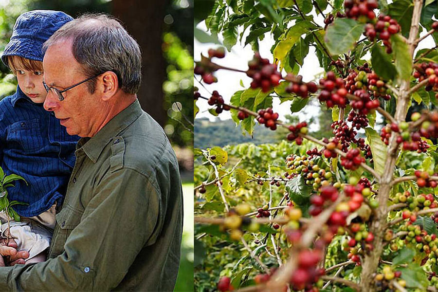 Kilimanjaro Native Cooperative Union coffee farming