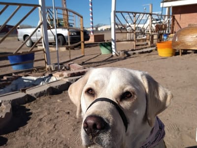 A Frame Coffee & Nursery