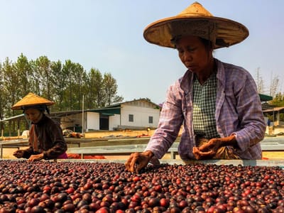 Akhanay Coffee Roasters