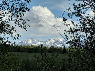 Alaska Artisan Coffee