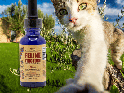 American Shaman Kava Bar