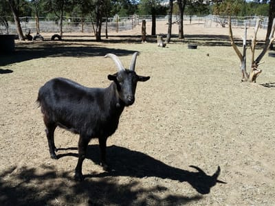 Ancient Way Cafe, El Morro RV Park & Cabins
