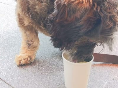 Andiamo Coffee & Tea