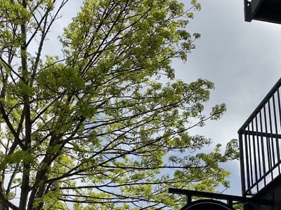 Armistice Coffee Eastlake