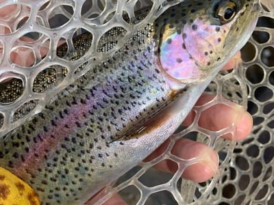 Aspen Outfitting Company