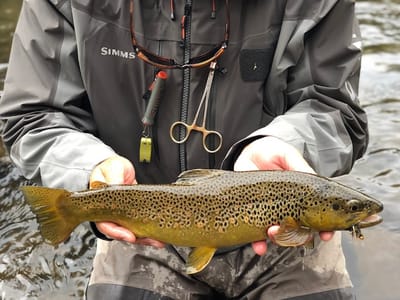 Aspen Outfitting Company