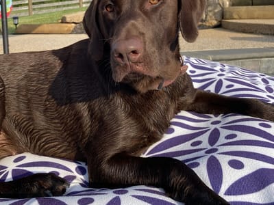 Back Street Brews Coffee & Tea House