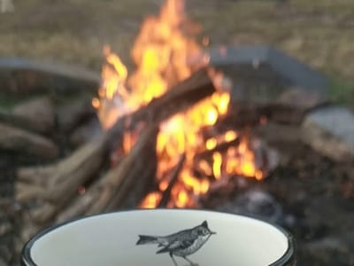 Backyard Birds & Coffee