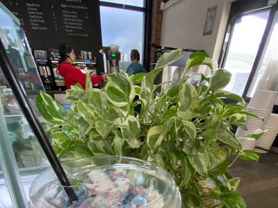 Barrel Racing Baristas