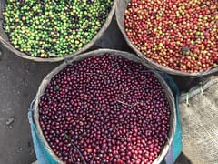 Beacon Coffee Company, Inc.