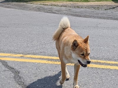 Bee Happy Coffee Company