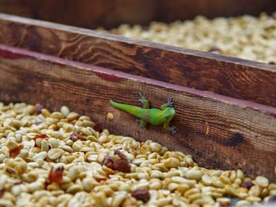 Big Island Coffee Roasters