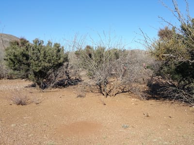 Bisbee Seniors Association