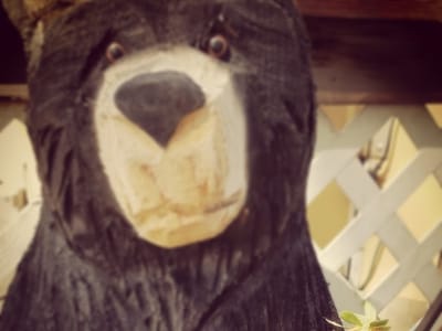 Black Bear Coffee Company