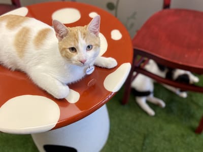 Black Forest Cat Café