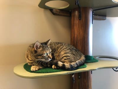 Black Forest Cat Café