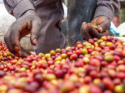 Blessed Day Coffee Roasters