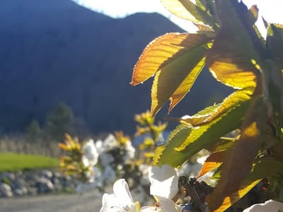 Brandt Orchards, Inc