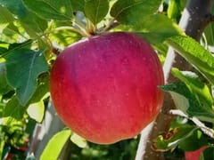 Brandt Orchards, Inc