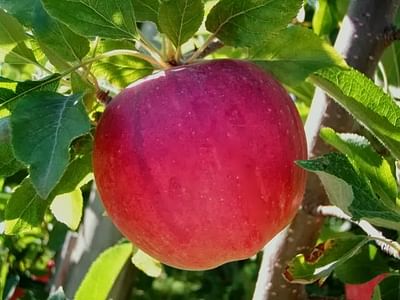 Brandt Orchards, Inc