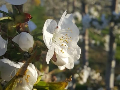 Brandt Orchards, Inc