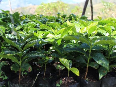 Bravado Coffee Roasters