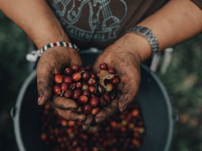 Brew Tulum Specialty Coffee Experience