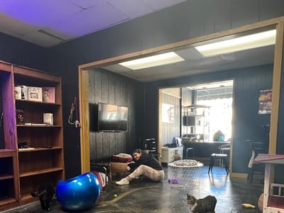 Brews and Mews Cat Cafe