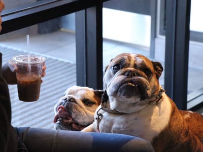 Bully Brew Coffee - Veterans Blvd