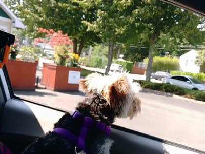 Capital Perks Espresso