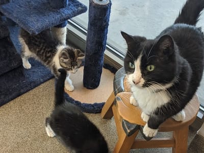 Cat Cafe - Kokomo Humane Society