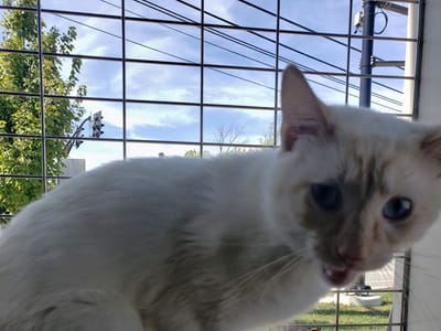 Cat Cafe - Kokomo Humane Society