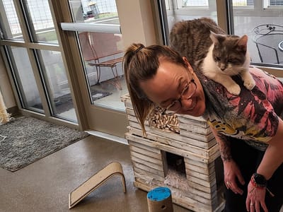Cat Cafe - Kokomo Humane Society