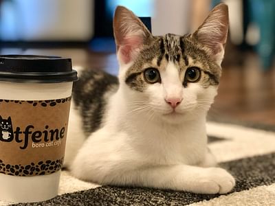 Catfeine Cat Cafe