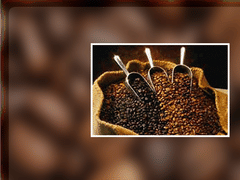 Cavallini Coffee A Brand of Coffee by Globex America