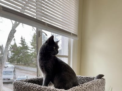 Central Purrk Cat Cafe