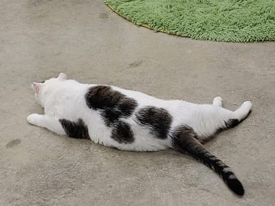 Central Purrk Cat Cafe