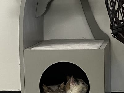 Central Purrk Cat Cafe