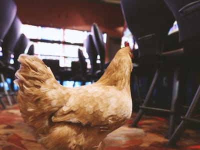 Chicken Ranch Casino