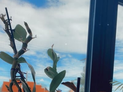 Chiro Coffee Co. (C3)