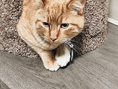 Coffee & Purrs Coffee Shop and Cat Cafe