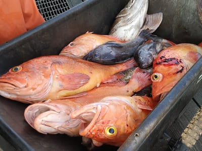 Coho Joe's Dockside Coffee