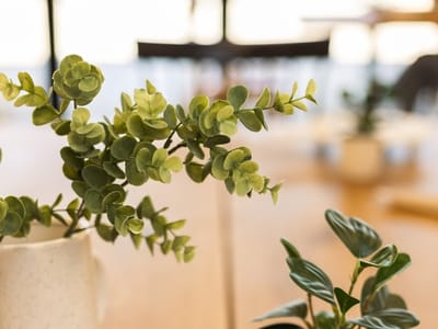 Corner Coffee + Provisions