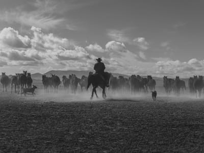 Cowboy Coffee Roasters