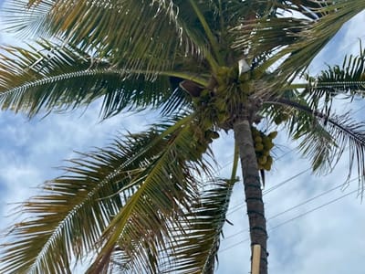 Curly's Coffee and Marina