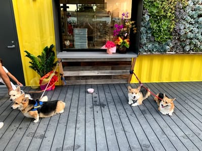 Dark Horse Coffee Roasters